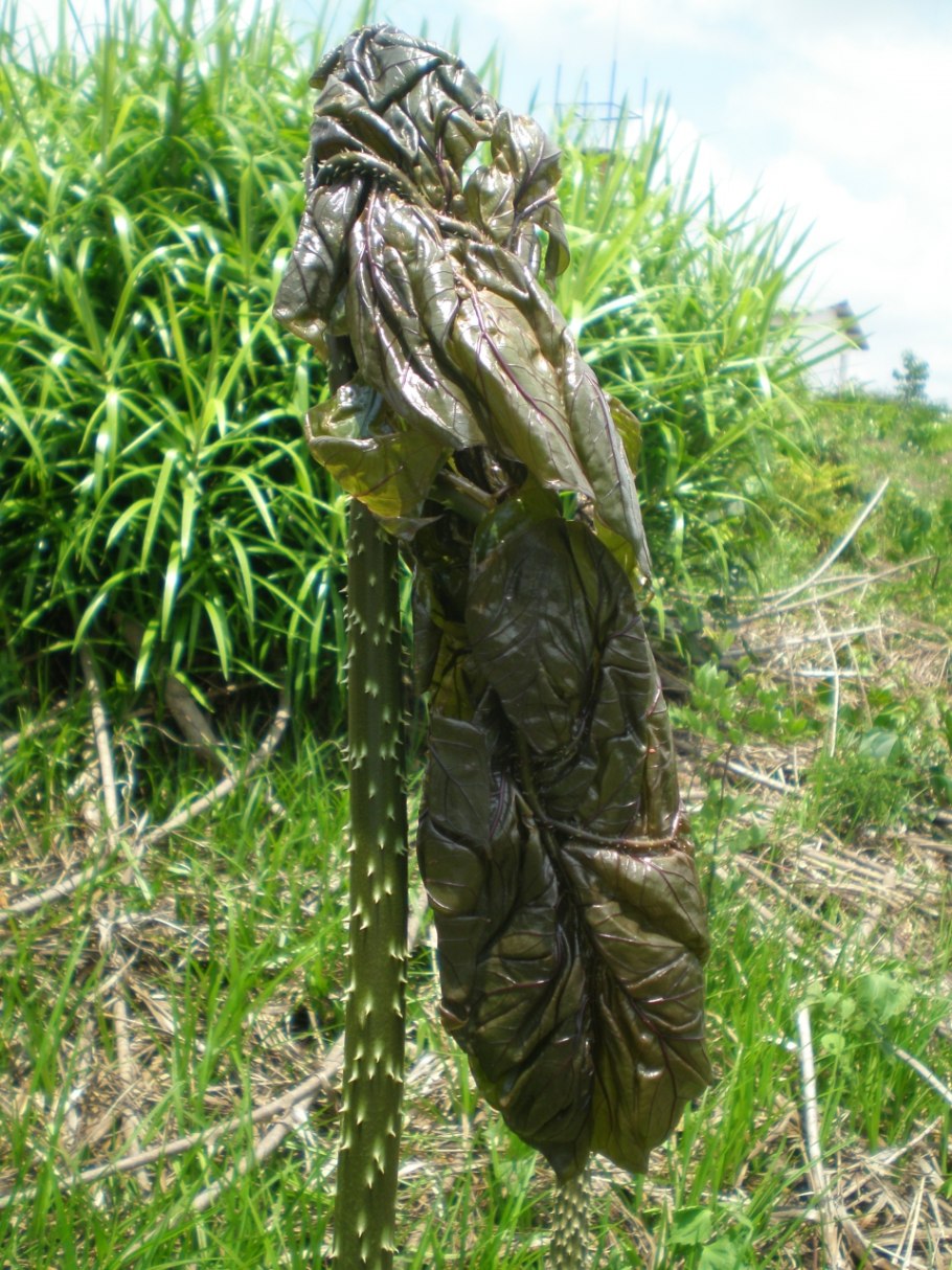 Анхоманес гигантский