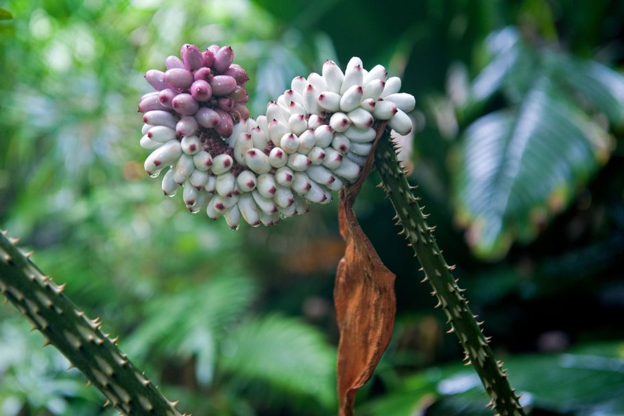 Анхоманес разнолистный