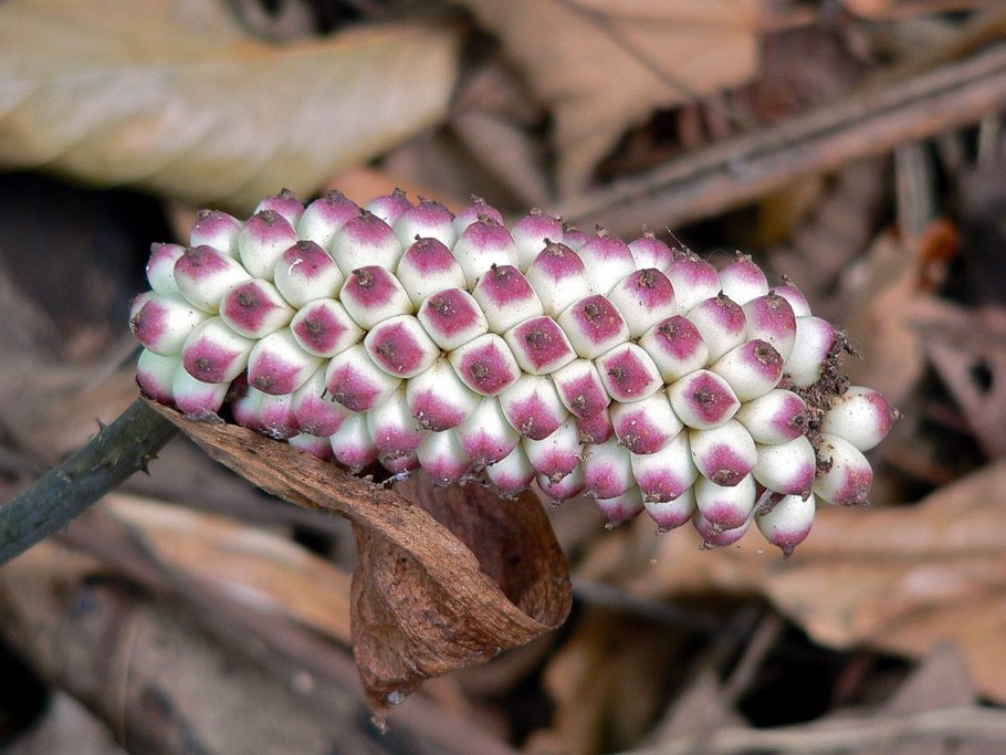 Анхоманес гигантский
