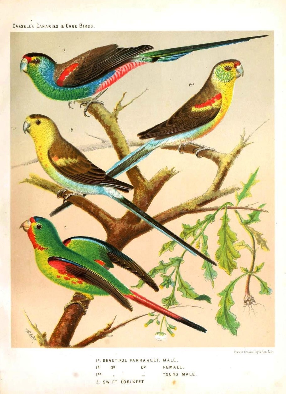 Ботанические иллюстрации Ароидные