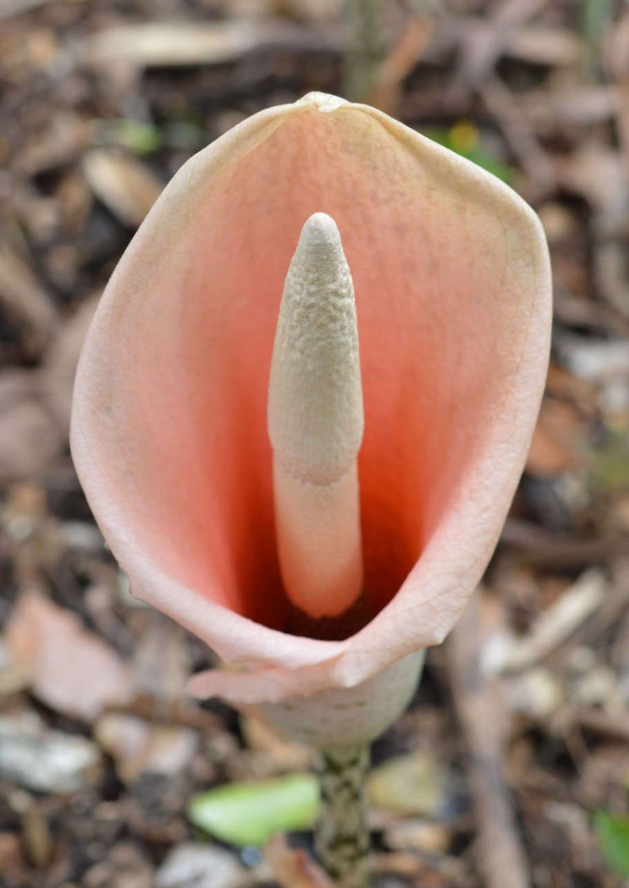 Анхоманес разнолистный