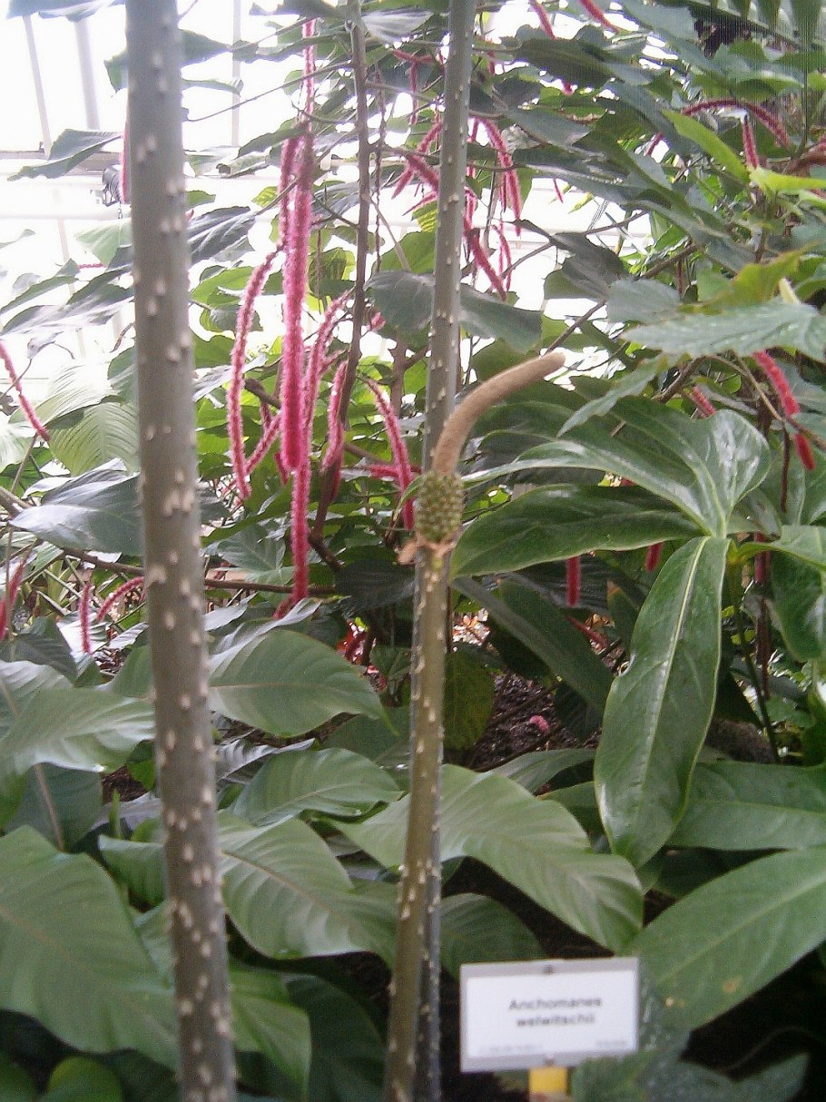 Loxsoma cunninghamii