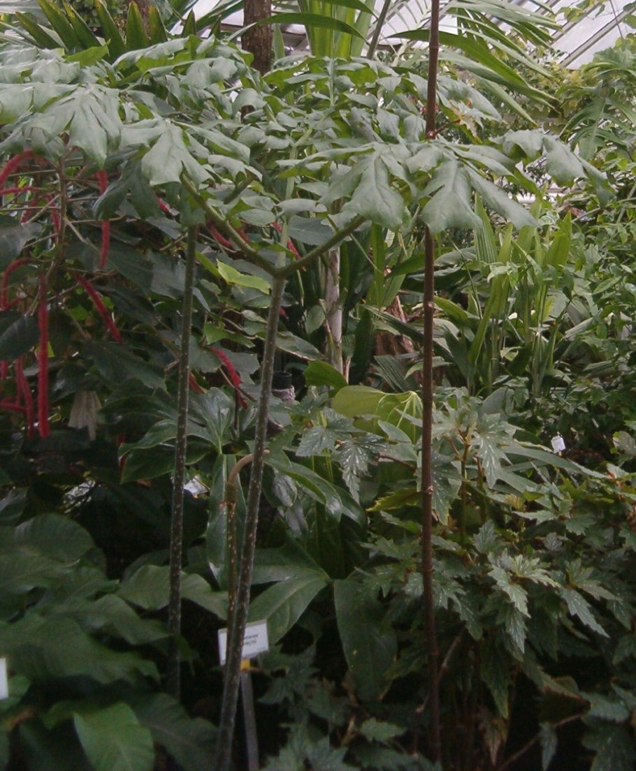 Тифониум Жгутиковидный