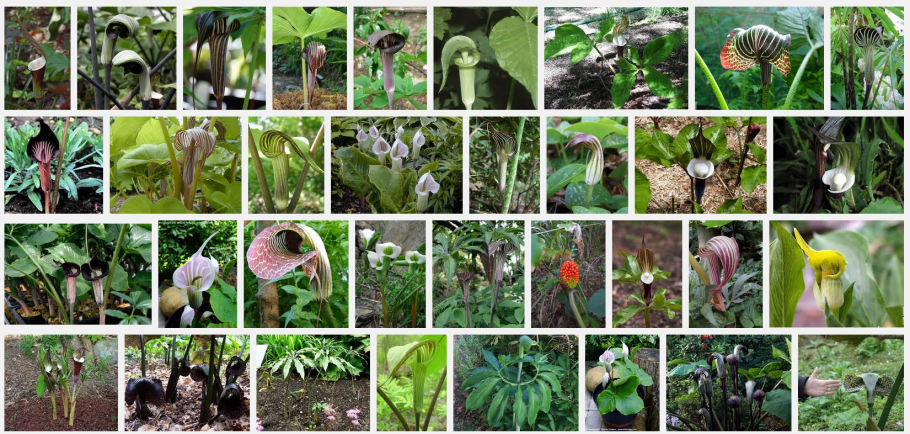 Асфоделовые Суккуленты