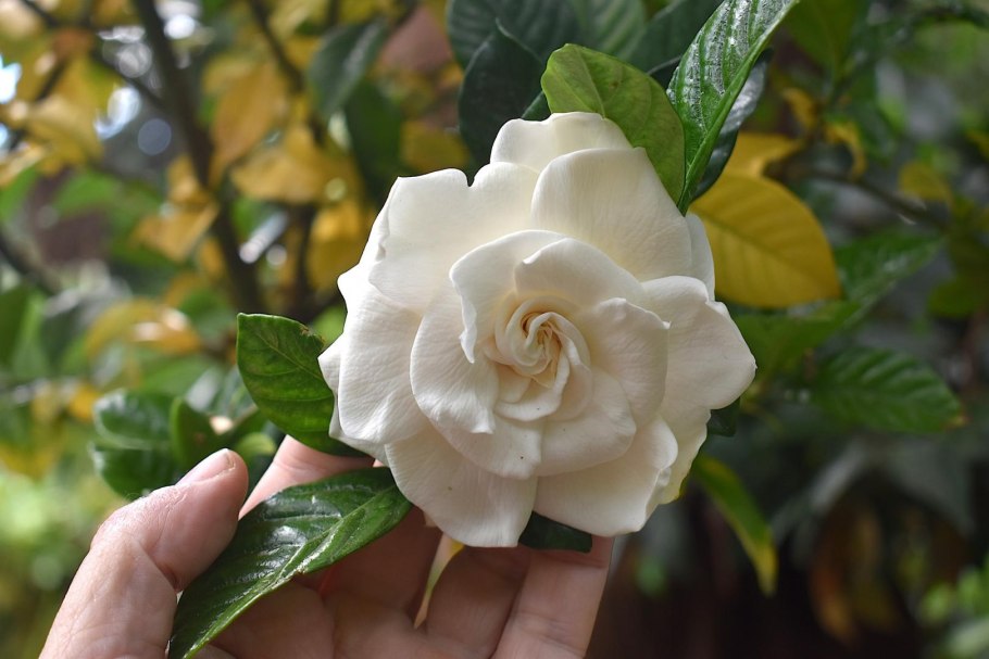 Горения жасминовилная