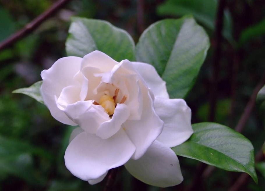 Азалия жасминовидная