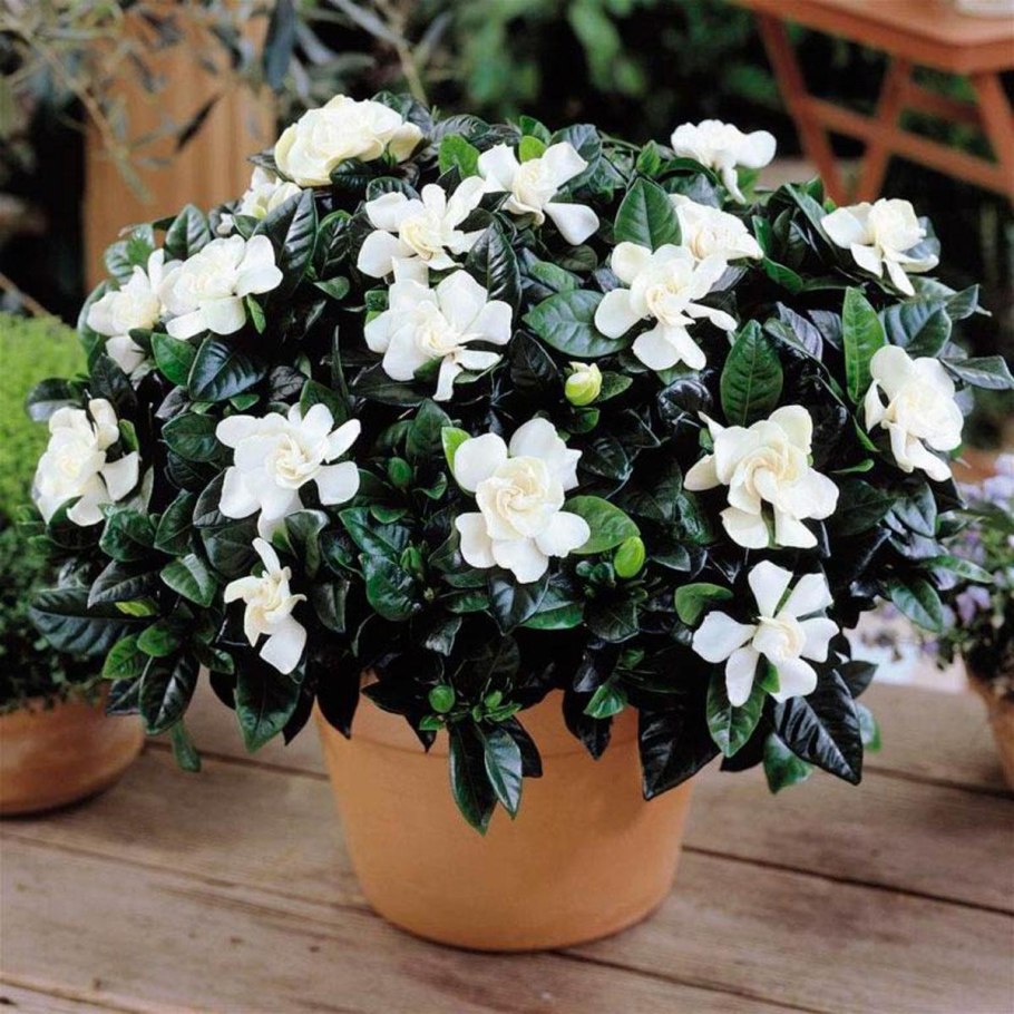 Гардения жасминовидная (gardenia jasminoides)
