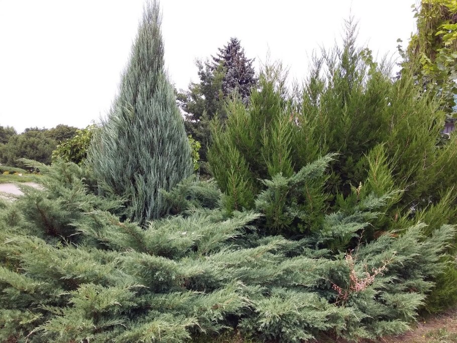 Можжевельник казацкий тама