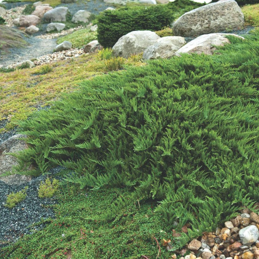 Можжевельник казацкий Джуниперус Сабина