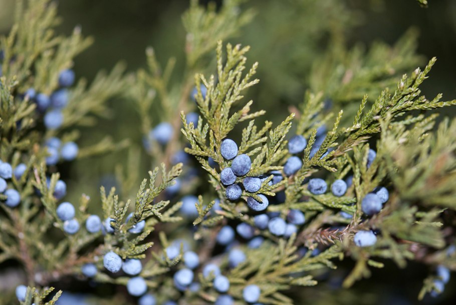 Можжевельник Эдельвейс