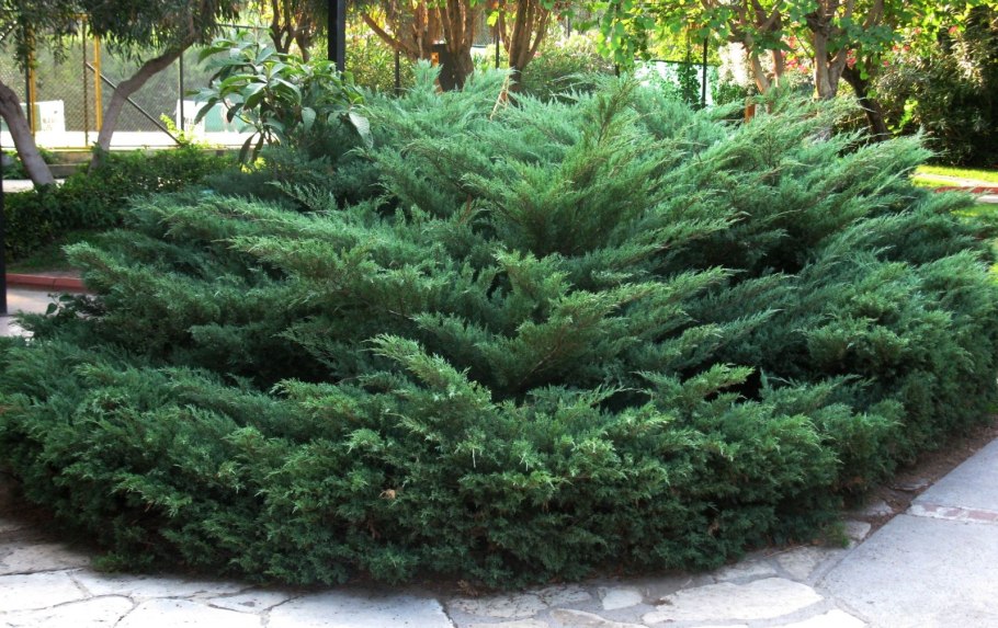 Можжевельник казацкий Глаука