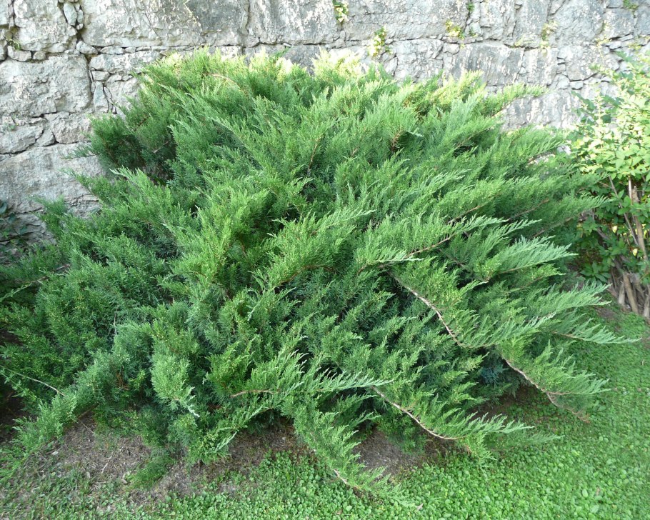 Можжевельник казацкий Tamariscifolia