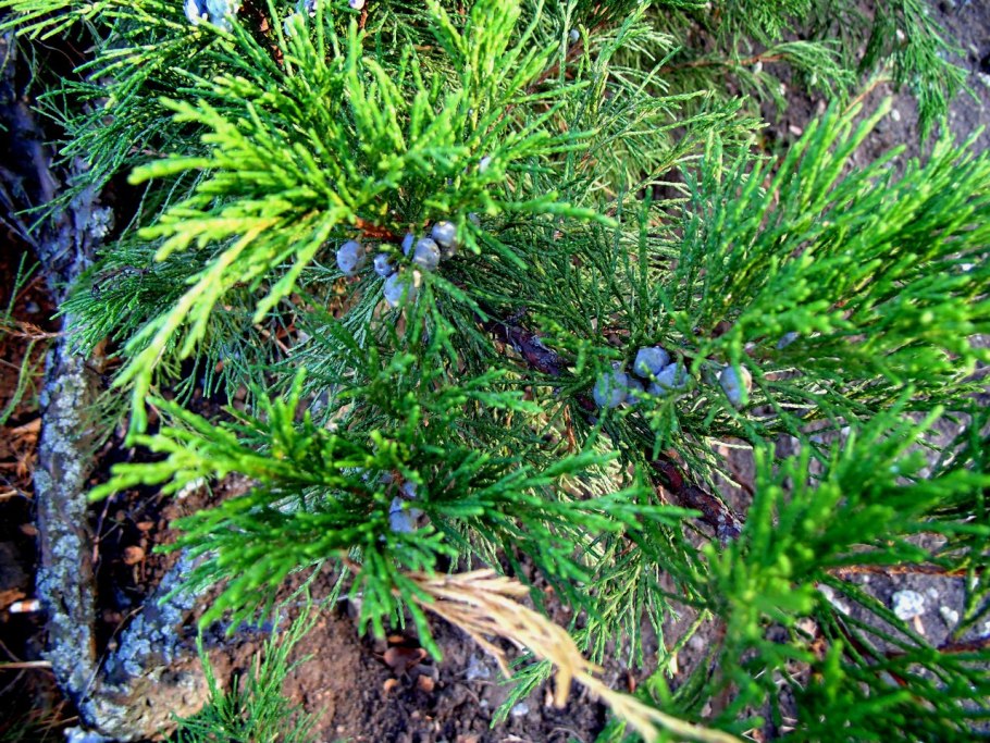 Можжевельник Кедровый