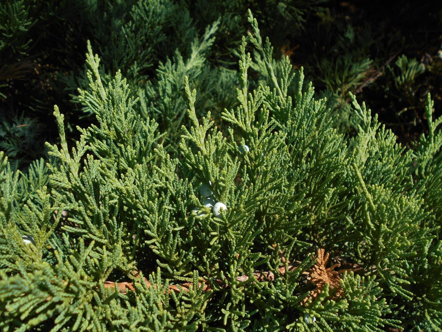 Можжевельник обыкновенный Верес