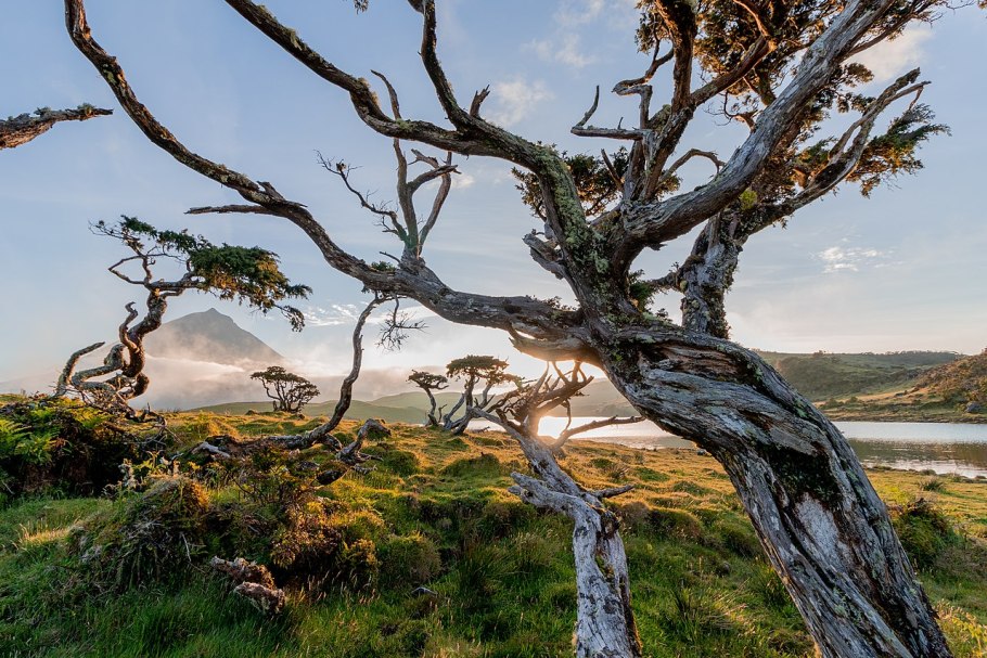 Можжевельник Блю Спайдер