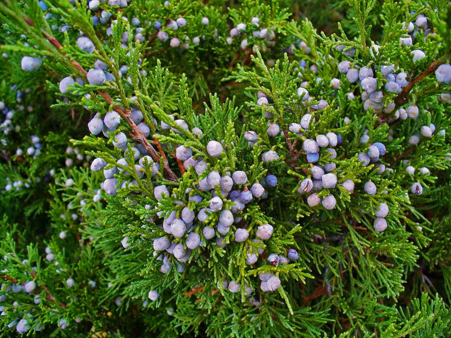 Можжевельник казацкий Juniperus Sabina “Tamariscifolia”