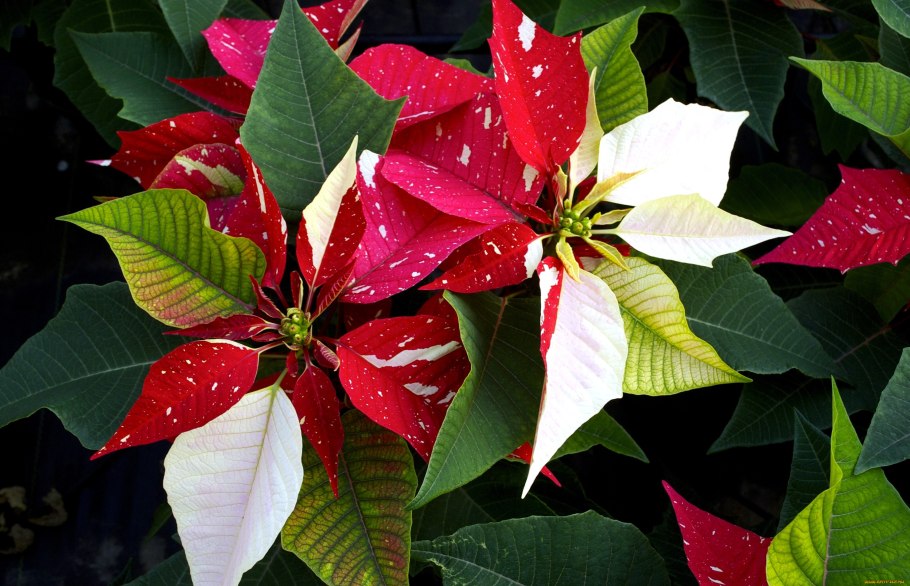 Пуансеттия Euphorbia pulcherrima