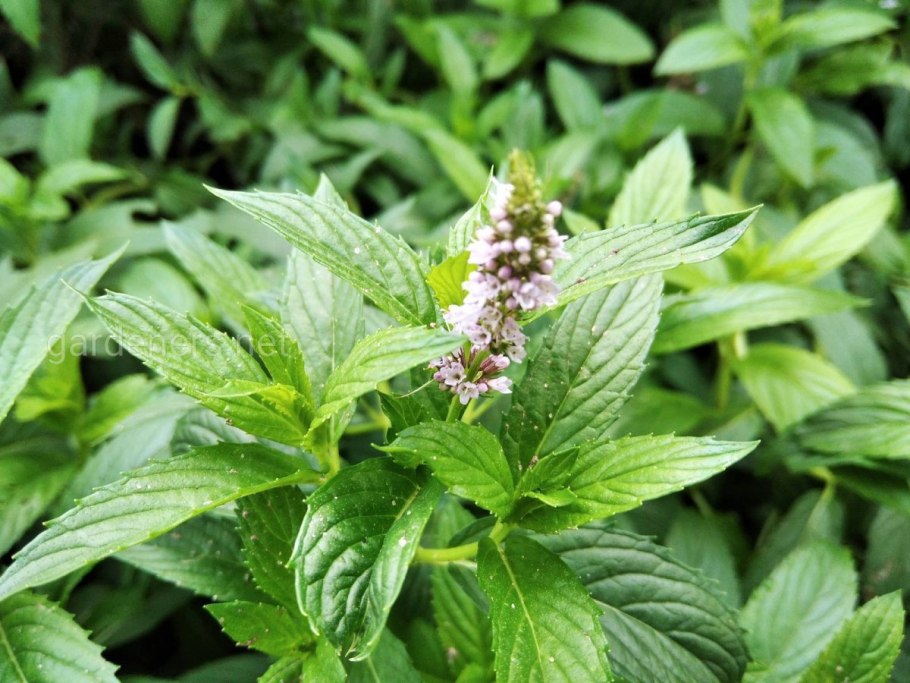 Мята азиатская фото