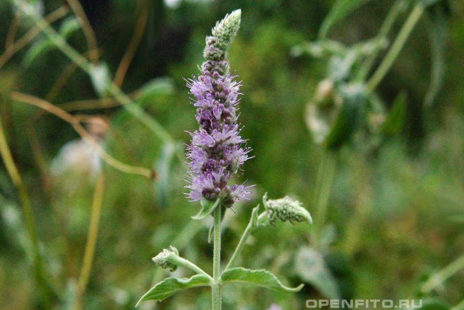 Мята перечная цветение