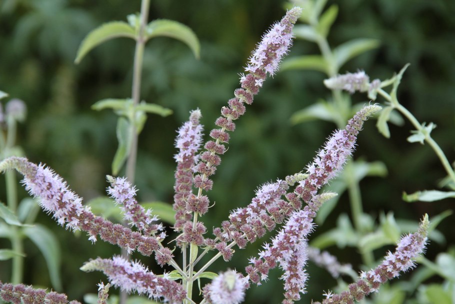 Мята длиннолистная