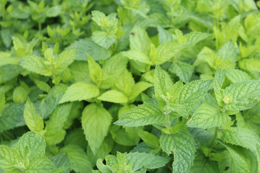 Перечная мята для фуршета