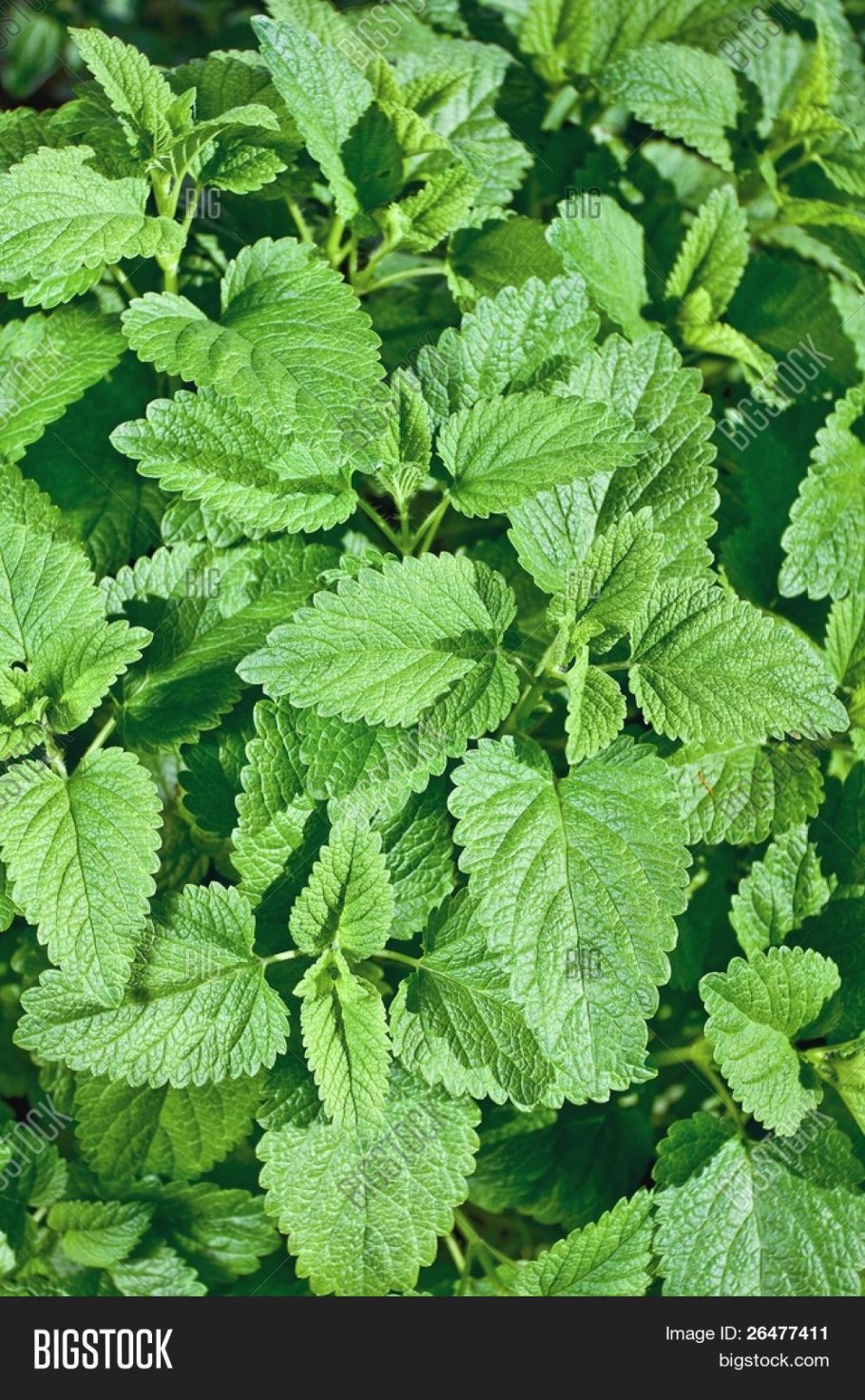 Манговый улун, 100 г