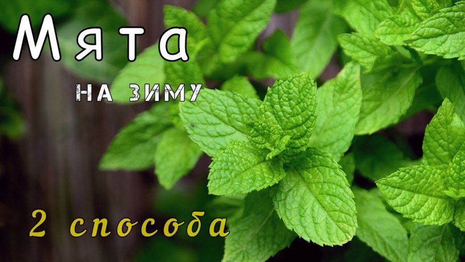 Мята Огородная