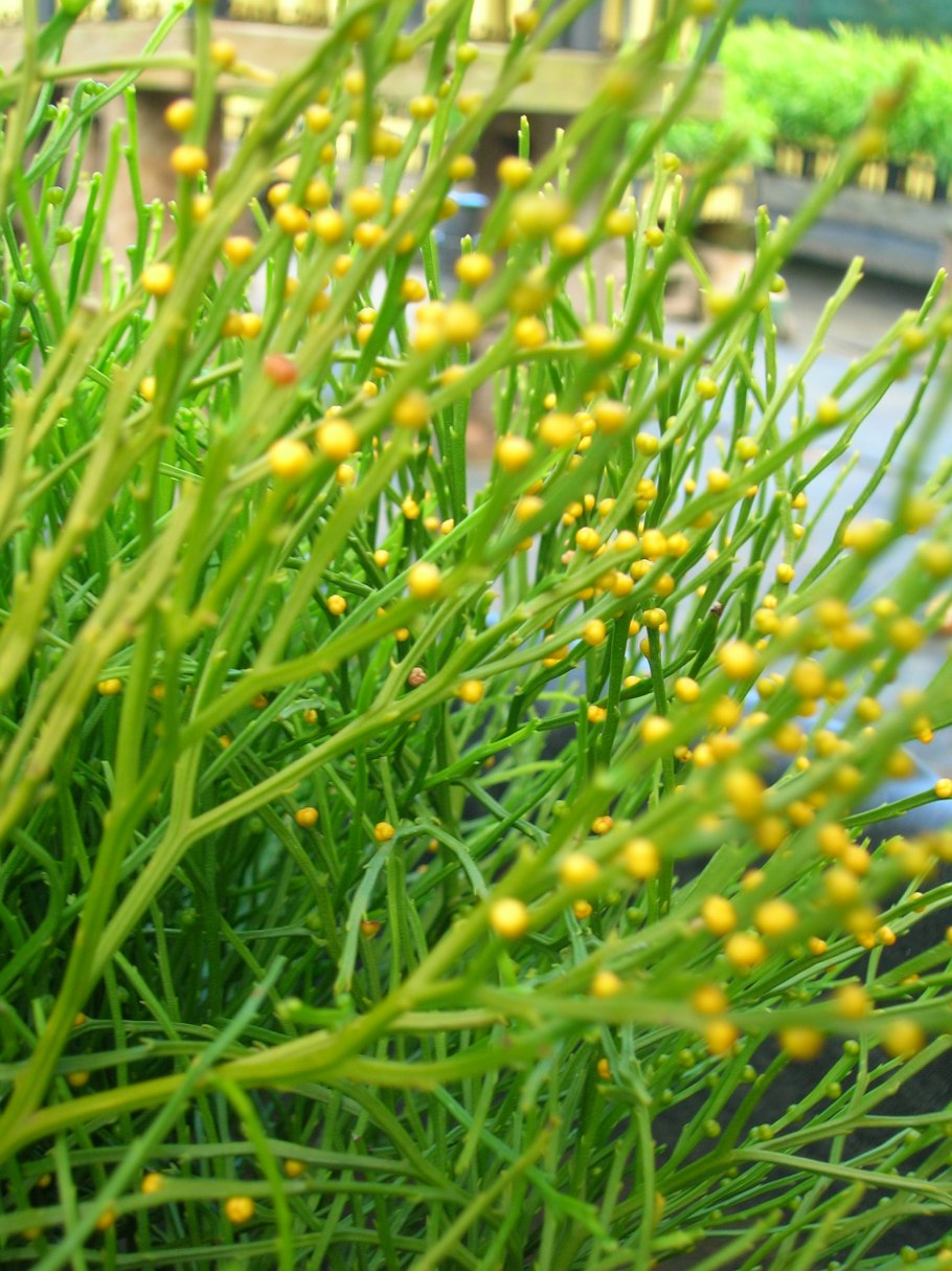 Псилотовидные папоротники