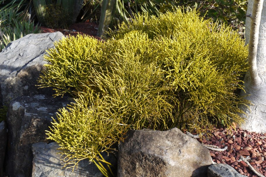 Псилотум тменси