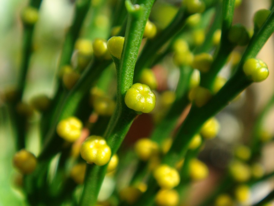 ФИЛЛОИДЫ псилот