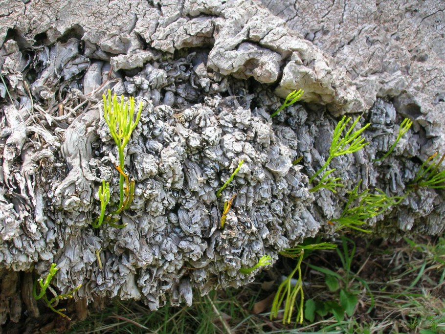 Псилофиты и риниофиты