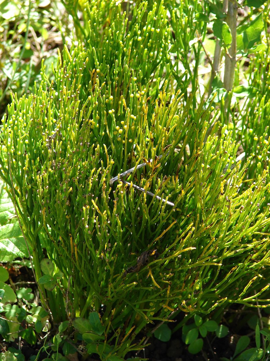 Psilotum nudum