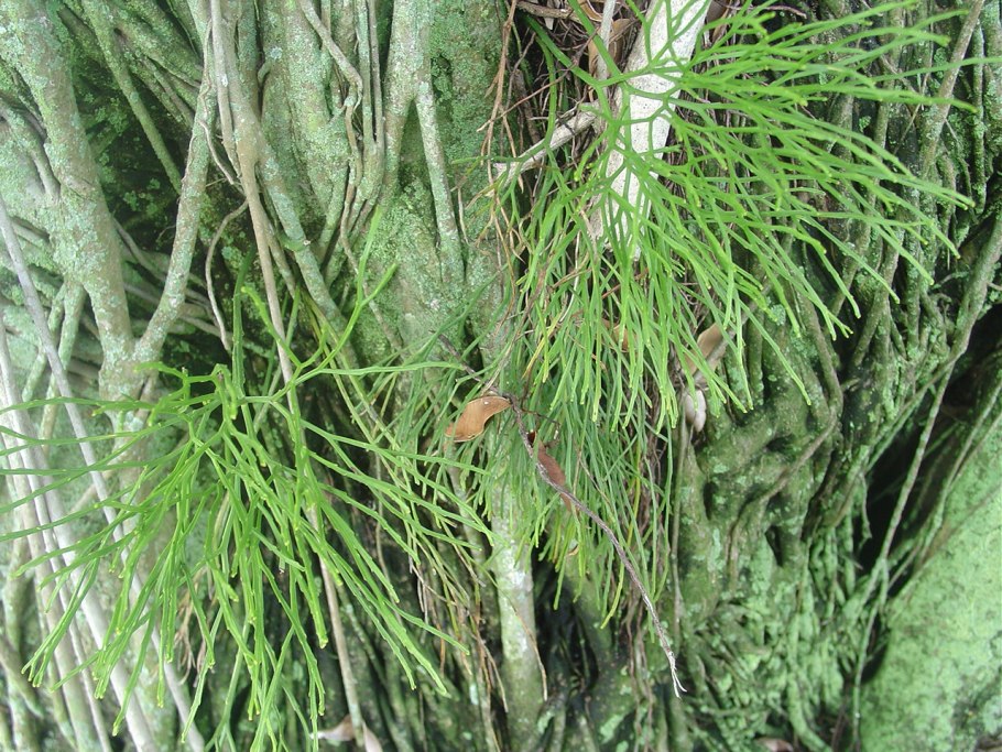 Псилотовые папоротники