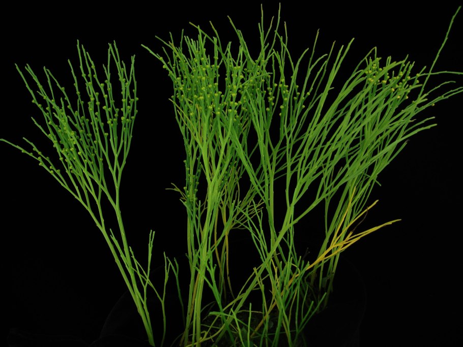 Риниофиты папоротники