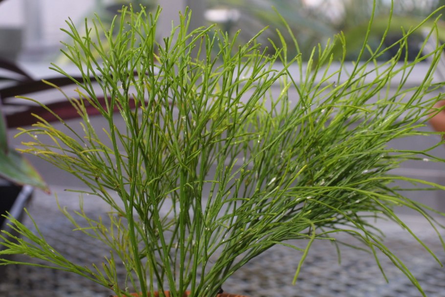 Плаун сплюснутый