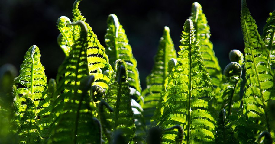 Куксония Силур