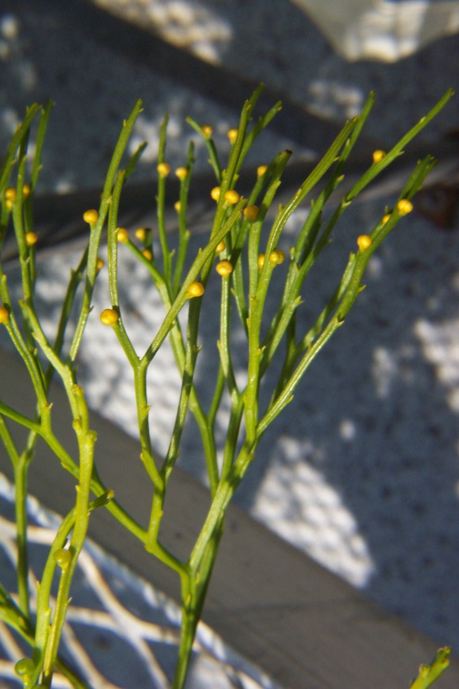 Psilotum triquetrum