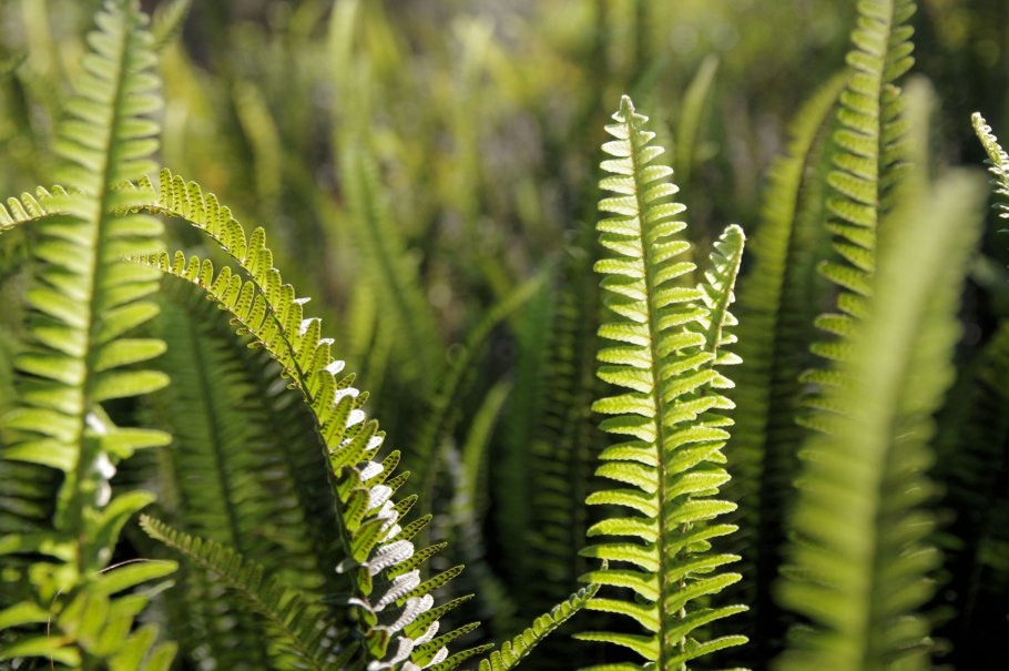 Куксония Силур