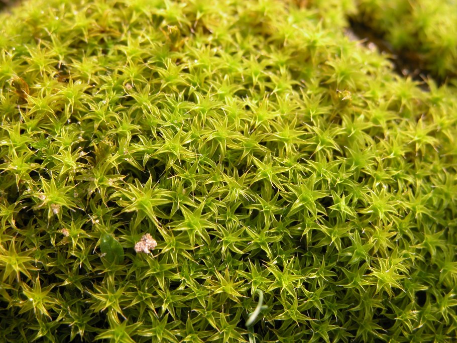 Псилотовидные подделки