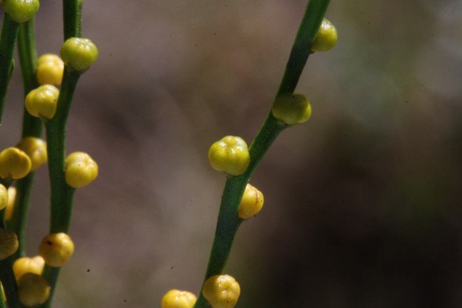 Psilotum nudum