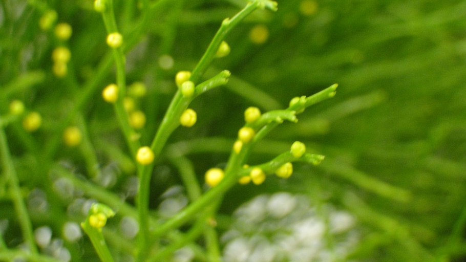 Отдел Псилотовидные