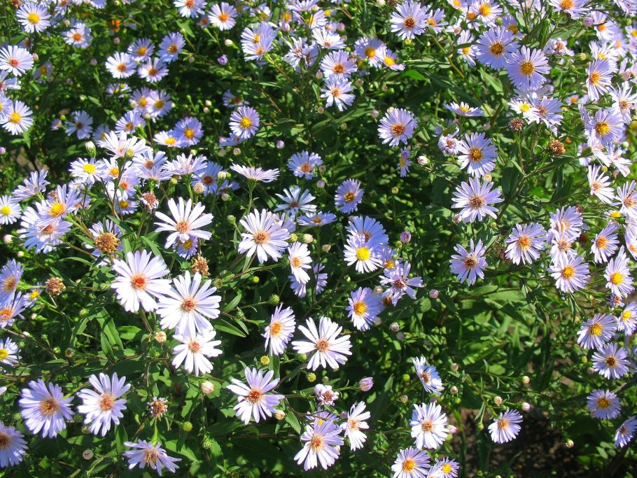 Астровые (asteraceae)