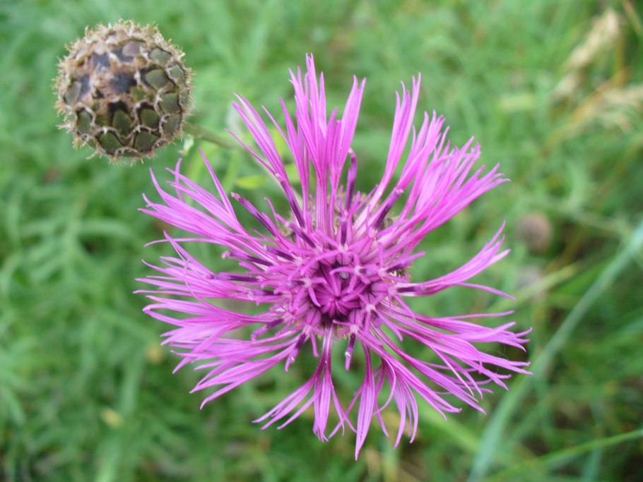 Callistephus chinensis Василёк горный