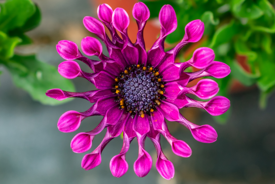 Астровые (подсемейство)