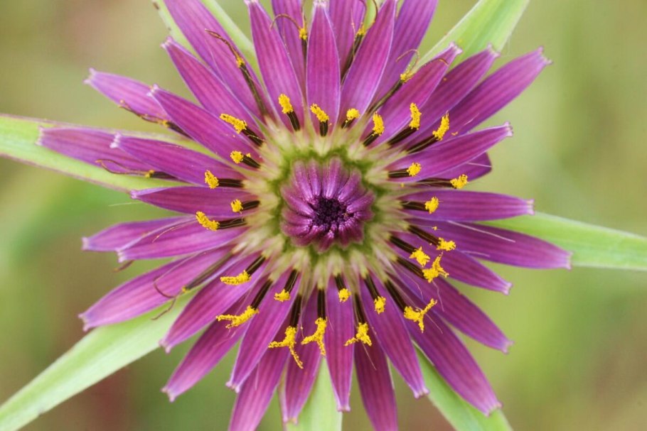 Астровые (Asteraceae)