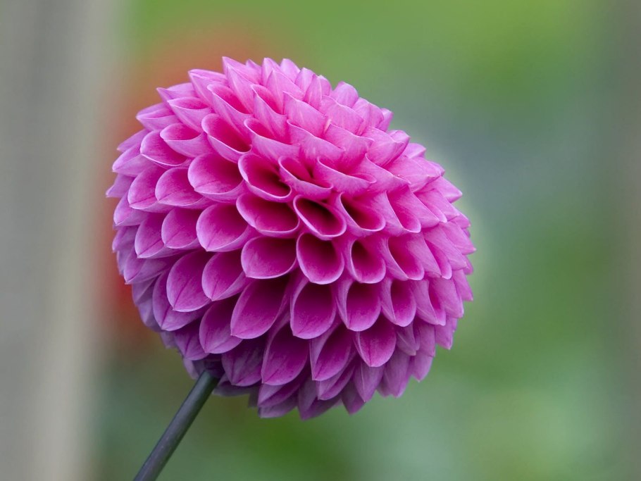 Астровые (Asteraceae)