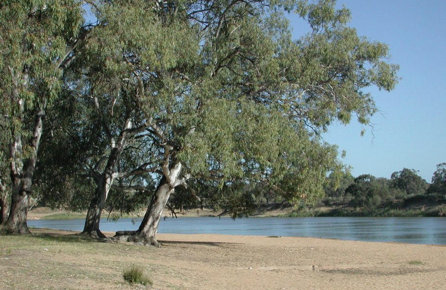 Эвкалипт в Уругвае