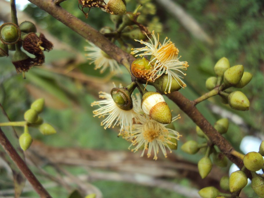 Эвкалипт голый