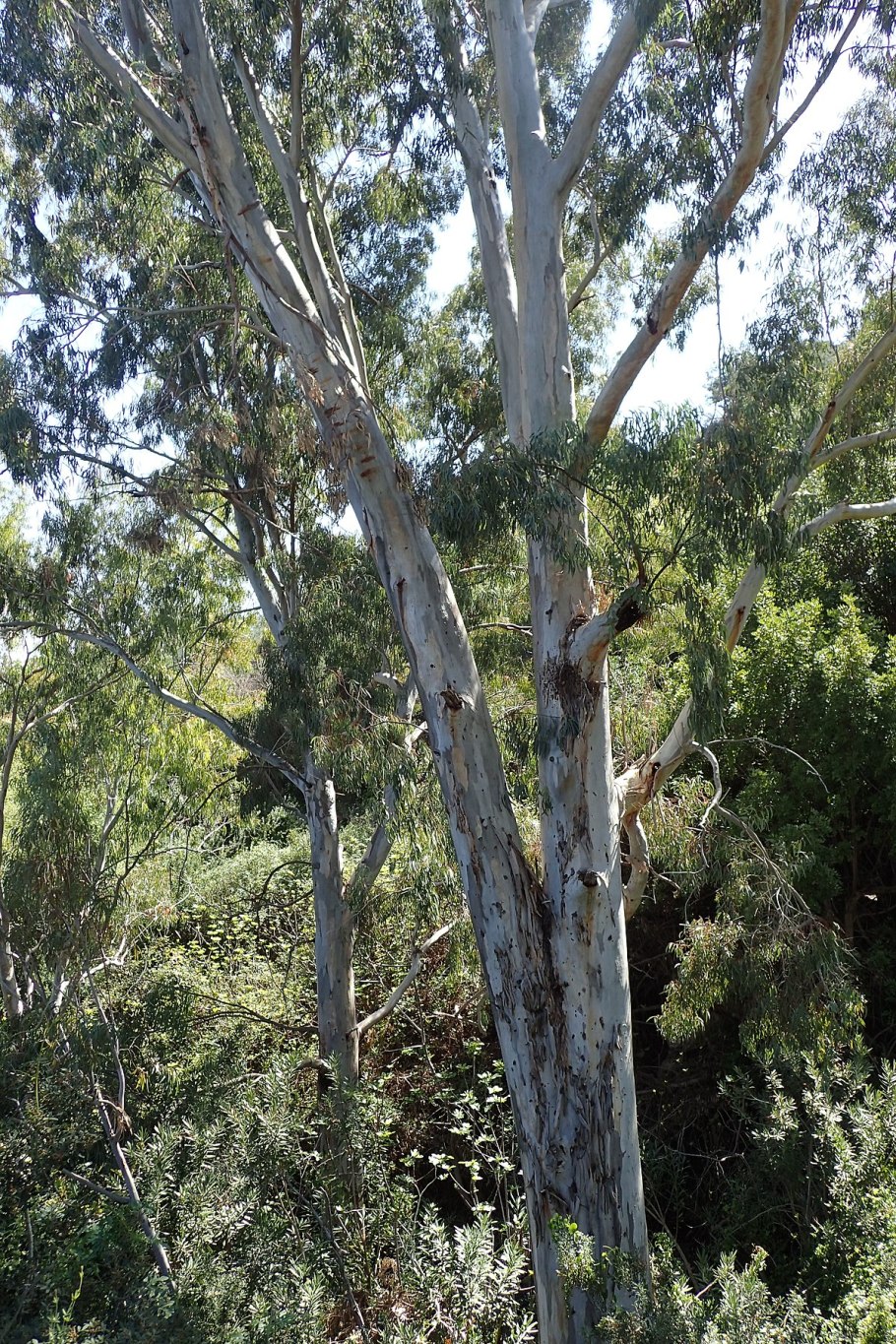 Красный Речной эвкалипт