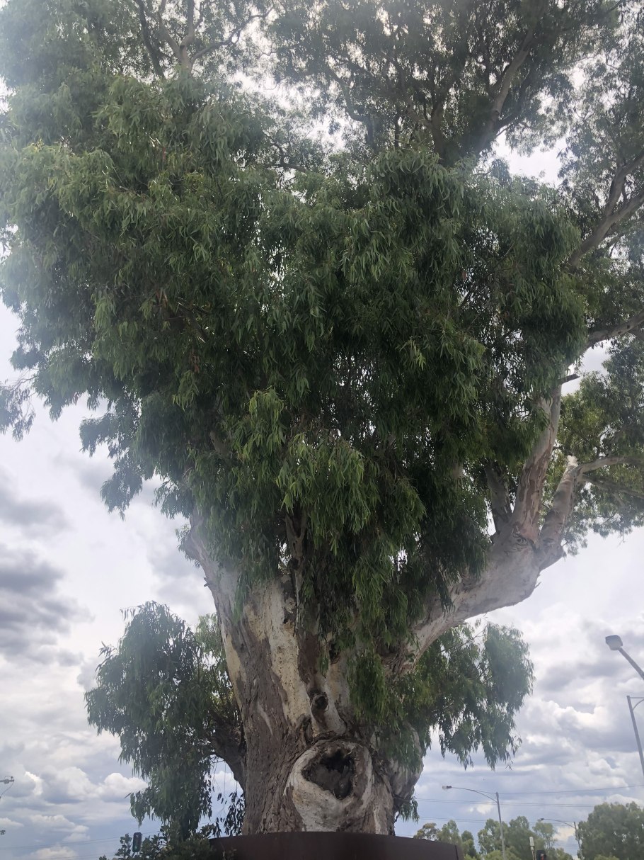 Муслин эвкалипт